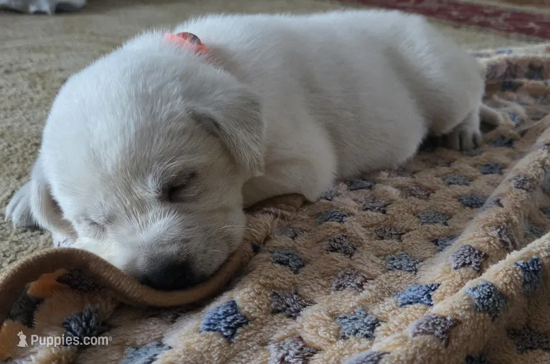 Rio – Labrador Retriever puppy for sale in Mansfield, MO