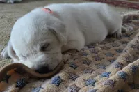 Rio, a male Labrador Retriever for sale in Mansfield, MO – 1 of 2