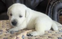 Rip, a male Labrador Retriever for sale in Mansfield, MO – 2 of 2
