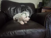 Lucy, a female Maltese for sale in Mansfield, MO – 3 of 3