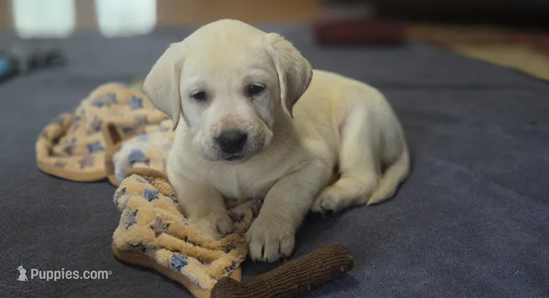 Pearl – Labrador Retriever puppy for sale in Mansfield, MO