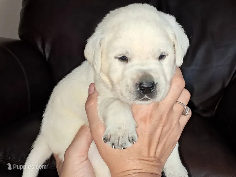 Elsa – Labrador Retriever puppy for sale in Mansfield, MO