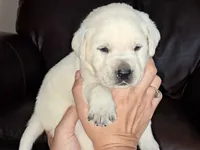 Elsa, a female Labrador Retriever for sale in Mansfield, MO – 1 of 1