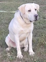 Drover, a male Labrador Retriever for sale in Mansfield, MO – 1 of 1