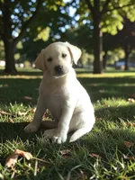 Finn, a male Labrador Retriever for sale in Mansfield, MO – 1 of 3