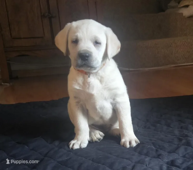 Stetson – Labrador Retriever puppy for sale in Mansfield, MO