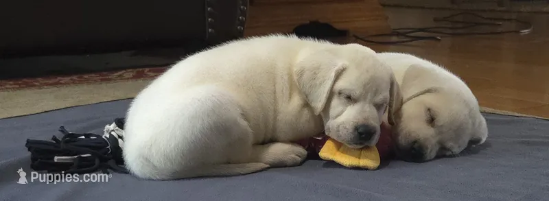 Rip – Labrador Retriever puppy for sale in Mansfield, MO