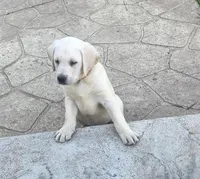 Stetson, a male Labrador Retriever for sale in Mansfield, MO – Photo 3 of 4