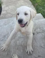 Stetson, a male Labrador Retriever for sale in Mansfield, MO – Photo 4 of 4