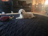 Stetson, a male Labrador Retriever for sale in Mansfield, MO – Photo 2 of 4