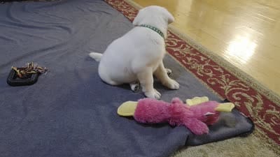 Ice, a male Labrador Retriever for sale in Mansfield, MO – 3 of 3