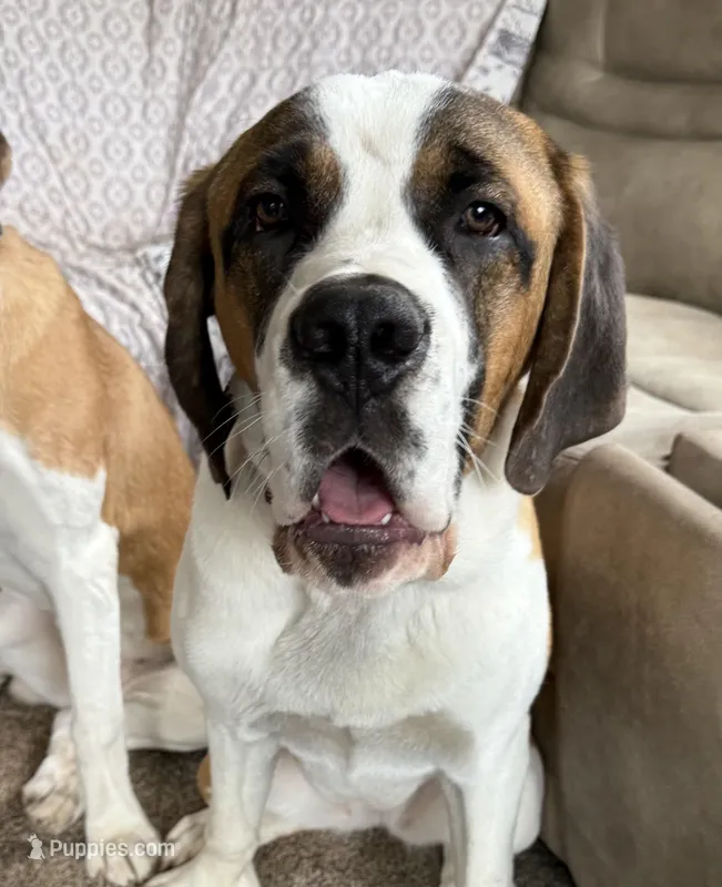 Stella – Saint Bernard puppy for sale in Green Spring, WV