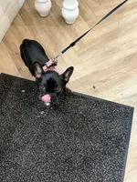 Cookie, a female French Bulldog for sale in Fayetteville, NC – 9 of 10