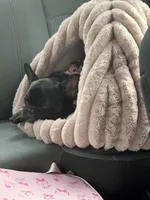 Cookie, a female French Bulldog for sale in Fayetteville, NC – 3 of 10