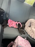 Cookie, a female French Bulldog for sale in Fayetteville, NC – 10 of 10