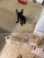 Cookie, a female French Bulldog for sale in Fayetteville, NC – 8 of 10