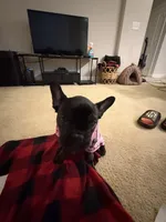 Cookie, a female French Bulldog for sale in Fayetteville, NC – 4 of 10