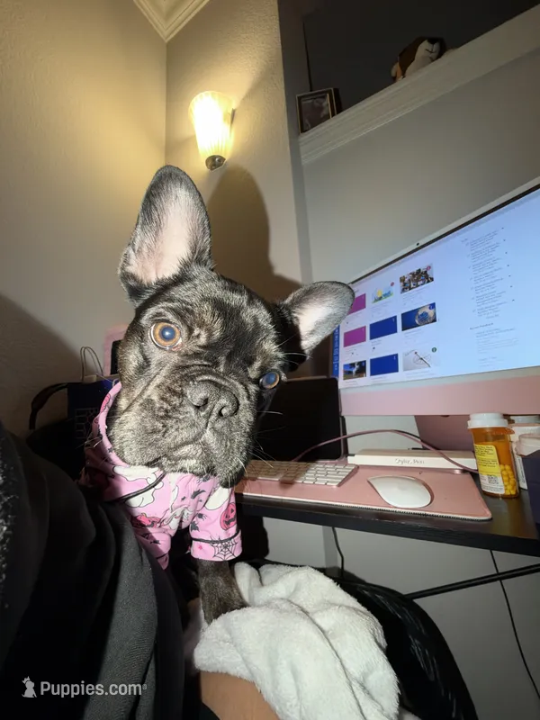 Cookie – French Bulldog puppy for sale in Fayetteville, NC