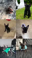 Cookie, a female French Bulldog for sale in Fayetteville, NC – 2 of 10