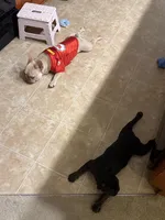Cookie, a female French Bulldog for sale in Fayetteville, NC – 7 of 10