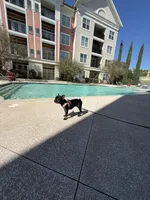 Cookie, a female French Bulldog for sale in Fayetteville, NC – 5 of 10