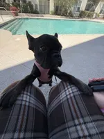 Cookie, a female French Bulldog for sale in Fayetteville, NC – 6 of 10