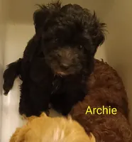Archie, a male Miniature Goldendoodle for sale in Redding, CA – 1 of 3