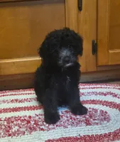 Archie, a male Miniature Goldendoodle for sale in Redding, CA – 2 of 3