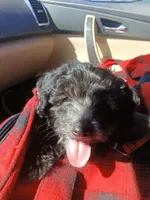 Archie, a male Miniature Goldendoodle for sale in Redding, CA – 3 of 3