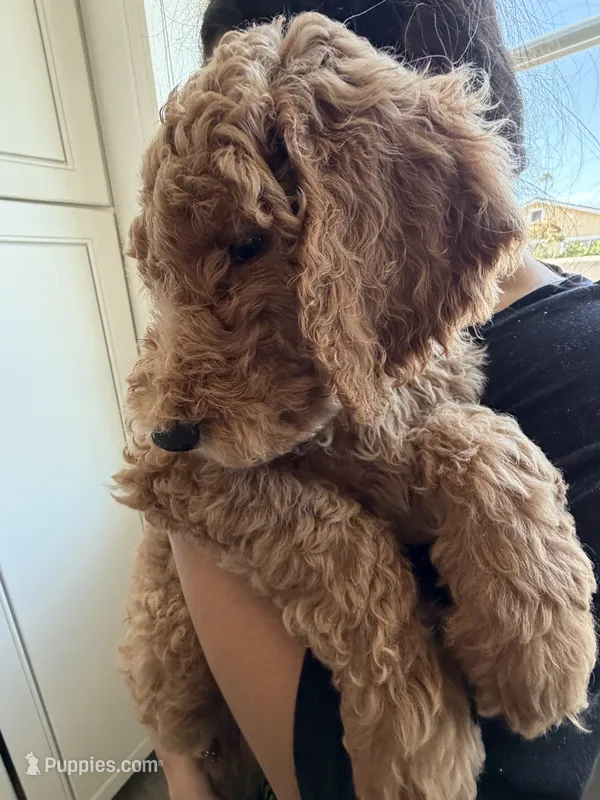 Minty  – Labradoodle puppy for sale in Whittier, CA