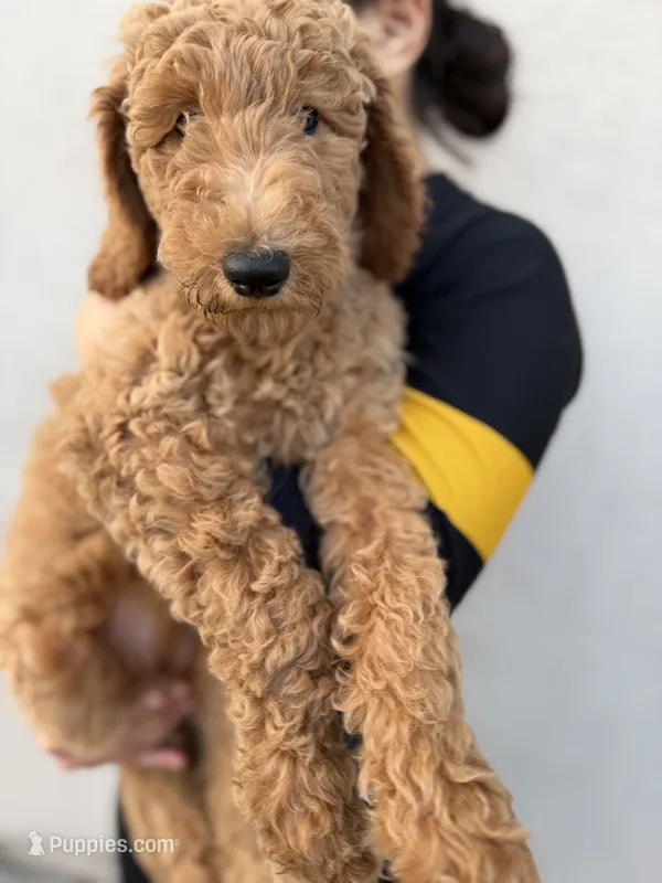 Minty  – Labradoodle puppy for sale in Whittier, CA