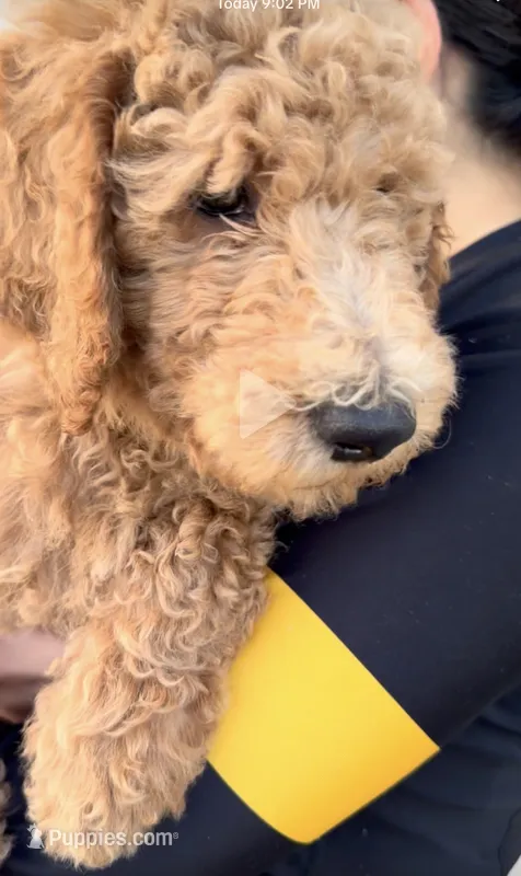 Darla  – Labradoodle puppy for sale in Whittier, CA