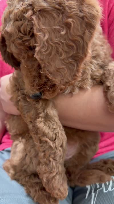 White, a female Labradoodle for sale in Whittier, CA – 1 of 1