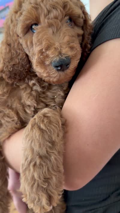 Blue, a male Labradoodle for sale in Whittier, CA – 2 of 2