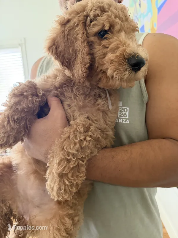Darla  – Labradoodle puppy for sale in Whittier, CA