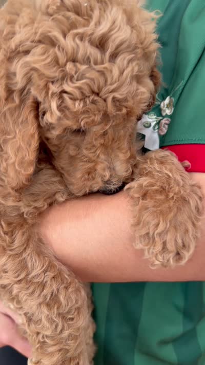 Darla , a female Labradoodle for sale in Whittier, CA – 2 of 2