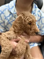 Minty , a female Labradoodle for sale in Whittier, CA – 2 of 4