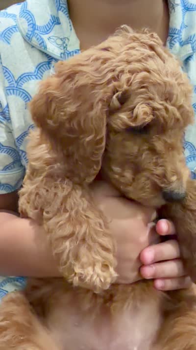 Minty , a female Labradoodle for sale in Whittier, CA – 4 of 4