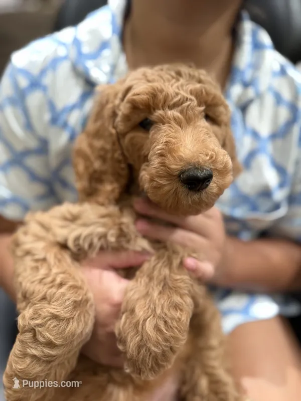 Minty  – Labradoodle puppy for sale in Whittier, CA