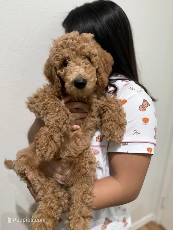 Darla  – Labradoodle puppy for sale in Whittier, CA