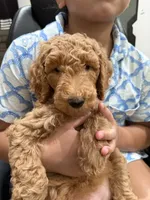 Minty , a female Labradoodle for sale in Whittier, CA – 3 of 4