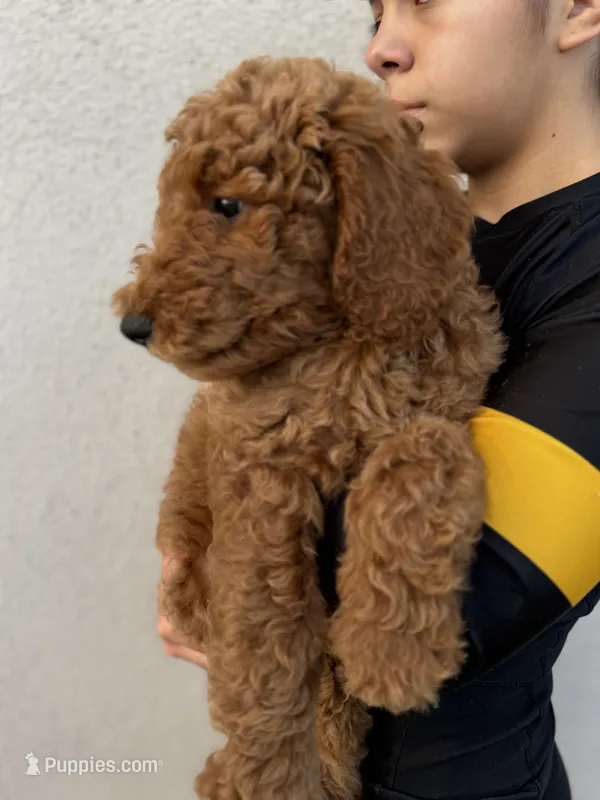 Blue – Labradoodle puppy for sale in Whittier, CA