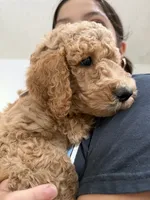 Darla , a female Labradoodle for sale in Whittier, CA – 1 of 2
