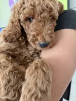 Blue, a male Labradoodle for sale in Whittier, CA – 1 of 2