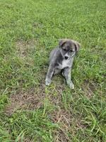 Bella , a female Siberian Husky and Labrador Retriever for sale in Chicopee, MA – 4 of 4
