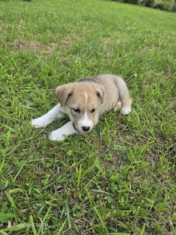 Cooper  – Siberian Husky, Labrador Retriever puppy for sale in Chicopee, MA