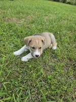 Cooper , a male Siberian Husky and Labrador Retriever for sale in Chicopee, MA – 1 of 6