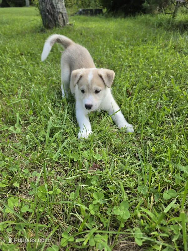 Lola – Siberian Husky, Labrador Retriever puppy for sale in Chicopee, MA
