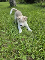 Lola, a female Siberian Husky and Labrador Retriever for sale in Chicopee, MA – 1 of 3