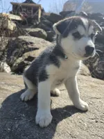 Moon , a male Siberian Husky for sale in Chicopee, MA – 2 of 3